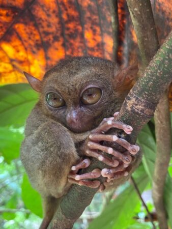 Bohol Wildlife