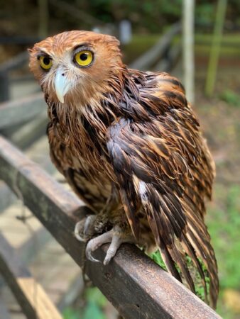 Bohol Wildlife
