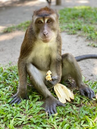 Bohol Wildlife